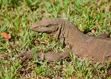 lizard varano on meadow