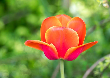 tulip flower in spring in