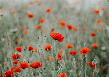 Poppies