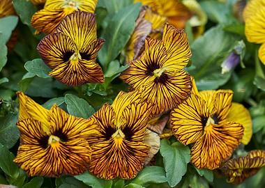violet in the garden