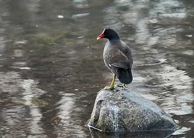 moorhen duck on lake
