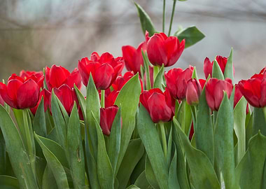 red tulip flower in spring