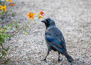 Curious jackdaw