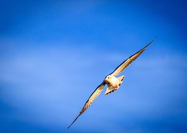 Flying seagull