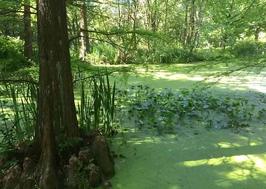 Swamp