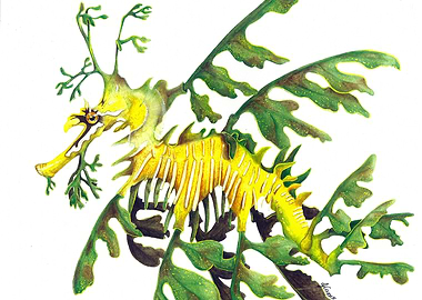 Australian Leafy Seadragon