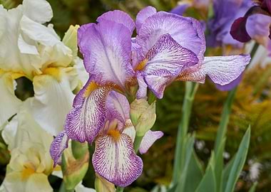 iris gladiolus in bloom