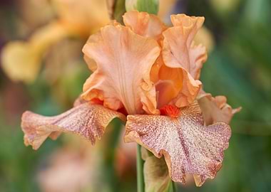 iris gladiolus in bloom