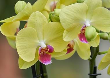 yellow orchid in bloom