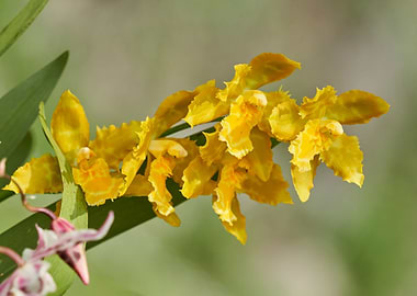yellow orchid in bloom