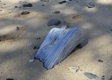 Washed up Wood on Beach
