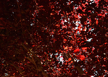 Red leaves