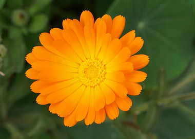 lets get open up like the flower