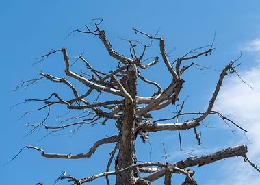 tree in winter in the gard