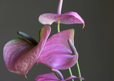 pink anthurium in the vase