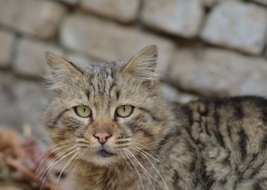 its feel great when we photographs animals