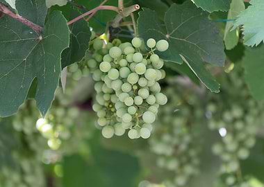 grape grows on vineyard