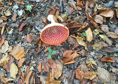Fly Amanita