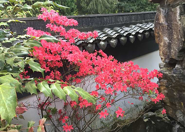 In the Chinese Garden