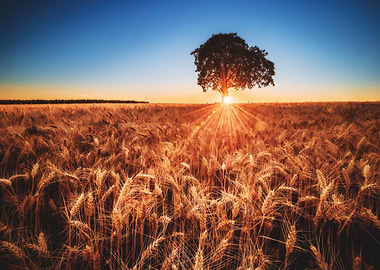 Sunset on the Fields