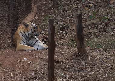 THE GRACIOUS SILENCE