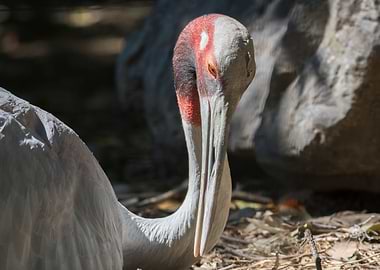 antigone crane walking in the farm