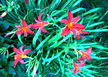 red lilies