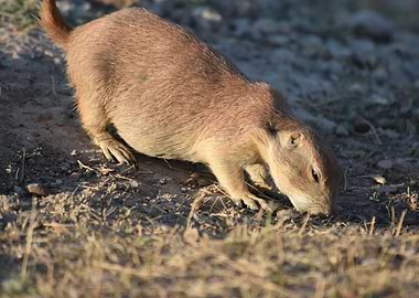 Prairie Dogs