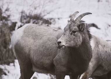 Big Horn Sheep