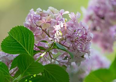 pink hydrangea in bloom