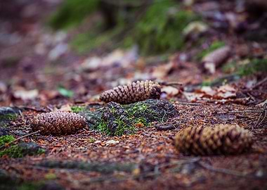 Spruce Cones