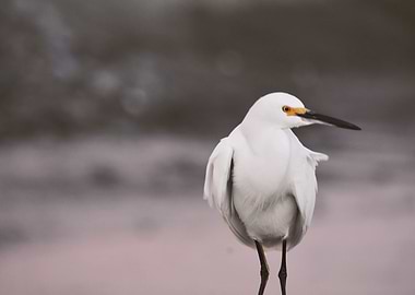 Snowy Egret II