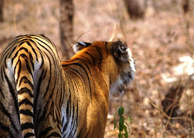 Seductive Indian Tigress