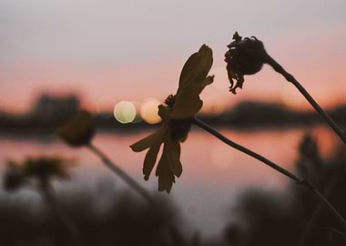 Sunset & Flowers