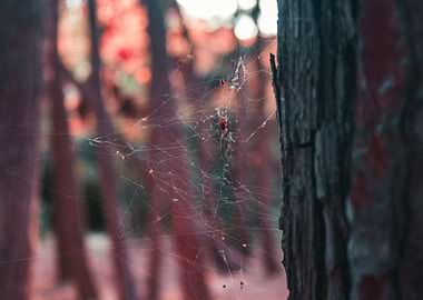 Photo of a sider in a forest