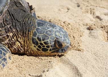 Turtle on beach