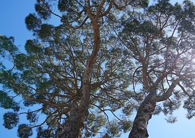Vatican Tree Blue Sky
