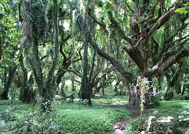 Jungle Vision in Green