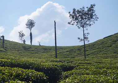 The Valley of Tea