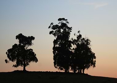 Eucalyptus gum trees at sunrise