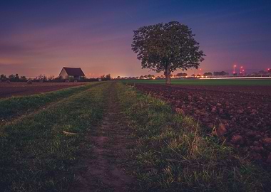 Tree in the Moonlight