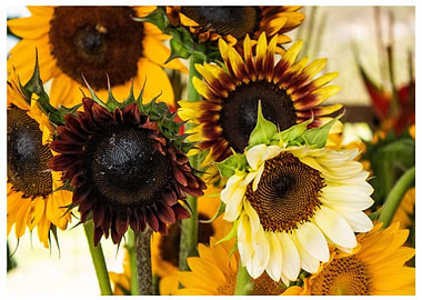 Sunflowers