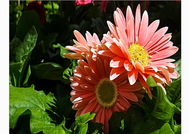 Pink african daisies