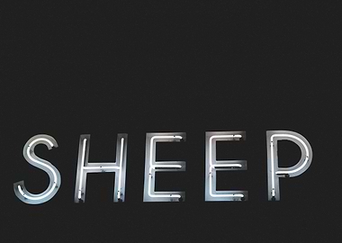 sheep