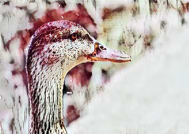 artistic duck as animal background