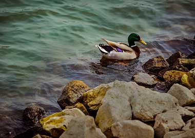 Mallard (Anas platyrhynchos)