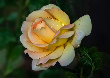 Pretty yellow rose with raindrops on petals
