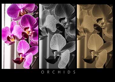 Orchid 1