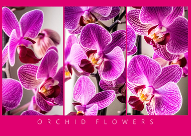 Orchid 6