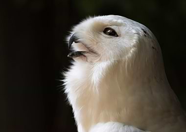 cute snowy owl